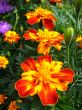 A beautiful flowers of Tagetes