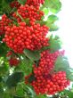 red guelder-rose