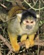 small green monkey