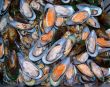 marine mussels