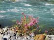 Pink flower on the bank of the river