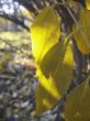 Green and yellow leaves on the autumn tree