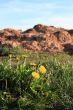 dandelions