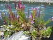 Pink flower on the bank of the river