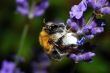 small spider eats bumble