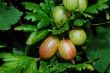 gooseberry in summer