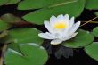 lily bloomed with reflection