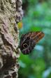 butterfly sits on a rock