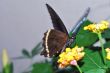 brown butterfly on yellow flowers