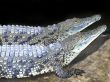 two crocodile