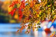 Leaves on tree with  beautifuliy  blurred background