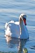 White swan on pond at  sunrise