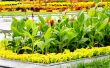 flowers in the park