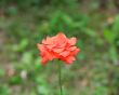 Red rose