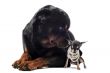 chihuahua  and rottweiler
