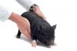 liitle piggy