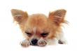 puppy chihuahua tired