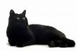 black cat