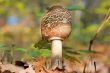 Macrolepiota procera or Parasol mushroom