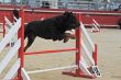 rottweiler in agility