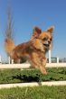 jumping chihuahua