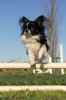 jumping chihuahua