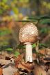 Macrolepiota procera or Parasol mushroom