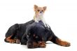 rottweiler and puppy chihuahua