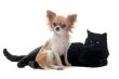 chihuahua and cat