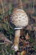 Macrolepiota procera or Parasol mushroom