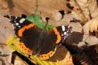 Red Admiral ,Vanessa atalanta,