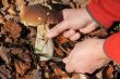Picking bolete mushroom