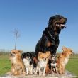 chihuahuas and rottweiler
