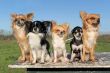 five chihuahuas