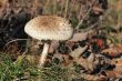 Macrolepiota procera or Parasol mushroom