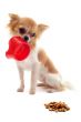puppy chihuahua and food bowl