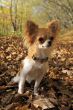 chihuahua in forest