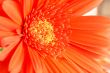 Red gerber daisy closeup
