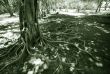 Wild tree in jungle 