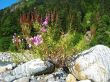 Pink flowers and mountain landscape. Caucasus summer