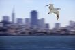 Seagull
