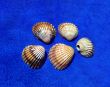 Image of seashells