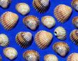 Image of seashells