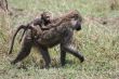 baboon mother
