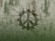 peace gear wheel