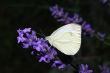white butterfly sitting on lavender