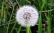 White dandelion