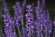lavender large view