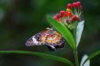 colorful butterfly