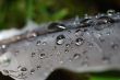drops of water on a bird feather